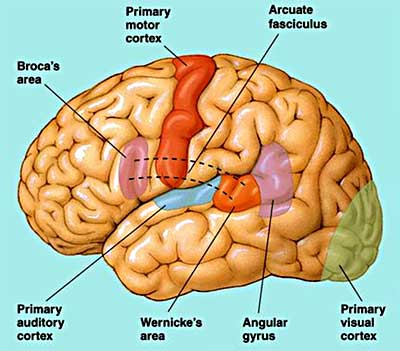 Auditory Processing Therapy for Adults